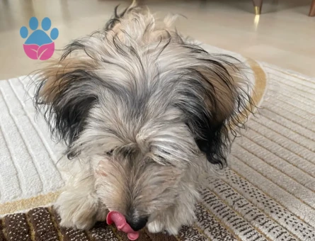 Maltese Terrier 1,5 Yaşında Kızıma Eş Arıyorum
