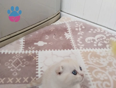 Scottish Fold Bal Rengi Eş Arıyorum