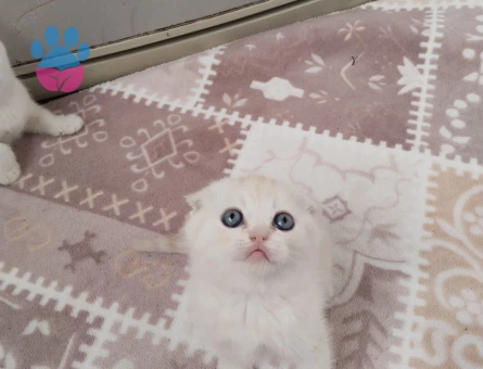 Scottish Fold Bal Rengi Eş Arıyorum