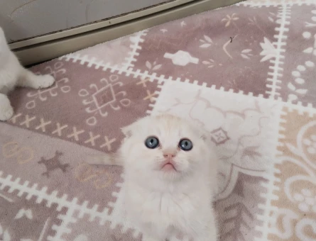 Scottish Fold Bal Rengi Eş Arıyorum - 118966914
