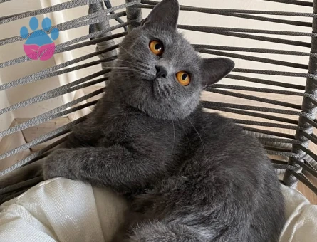 british shorthair Kızıma eş arıyorum