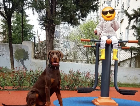 2 yaşında 45 kilo adı gibi Asil doberman - 118976550