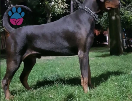 2 yaşında 45 kilo adı gibi Asil doberman