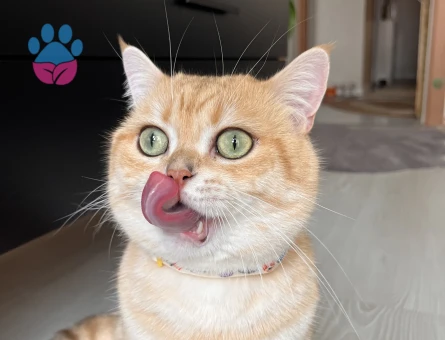 Oğluma eş arıyorum