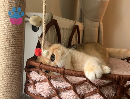 Oğluma eş arıyorum