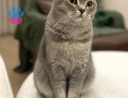 Scottish Fold