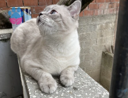 British shorthair silver point