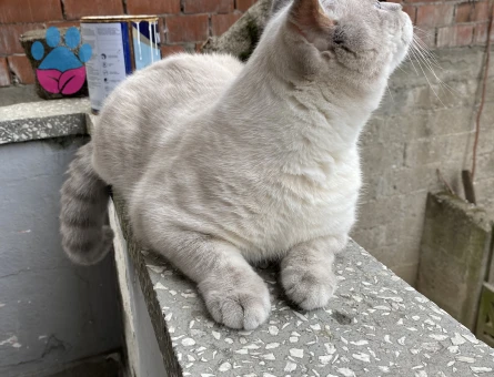 British shorthair silver point
