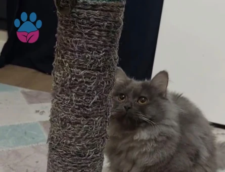 Silva dişi eş arıyor