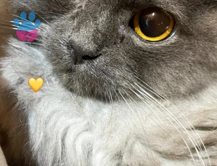 Silva dişi eş arıyor