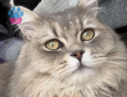 British longhair erkek