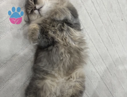 British longhair erkek