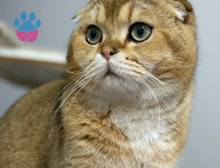 Scottish Fold oğluma eş arıyorum