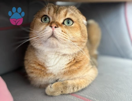 Scottish Fold oğluma eş arıyorum