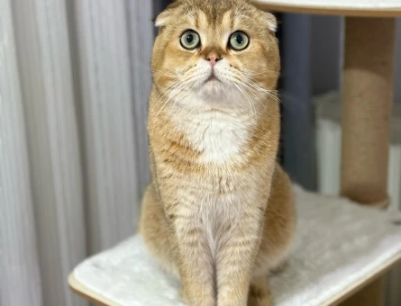 Scottish Fold oğluma eş arıyorum - 118976569