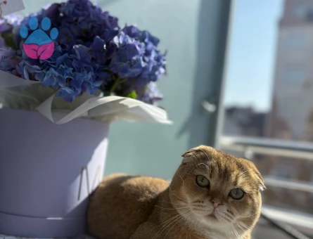 Scottish Fold oğluma eş arıyorum
