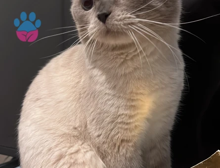 3 Yaşında Erkek Scottish Oğlumuza Eş Arıyoruz