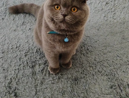 Scottish Fold - 118976573