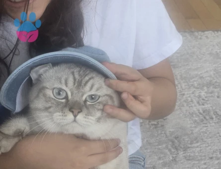 Erkek British Blue 1 yaşında Eş Arıyoruz.