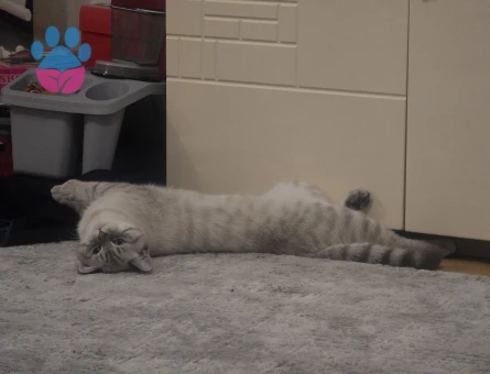 Erkek British Blue 1 yaşında Eş Arıyoruz.