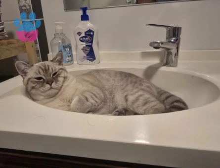 Erkek British Blue 1 yaşında Eş Arıyoruz.