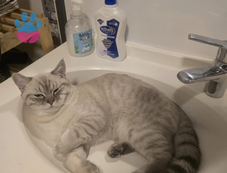 Erkek British Blue 1 yaşında Eş Arıyoruz.