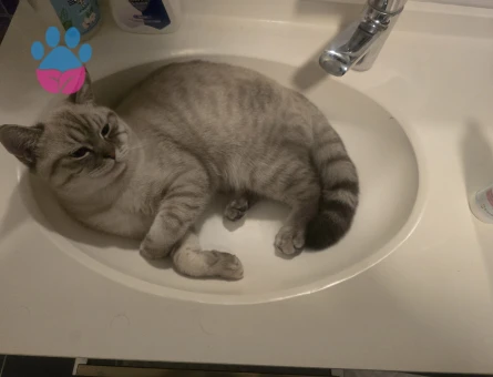 Erkek British Blue 1 yaşında Eş Arıyoruz.