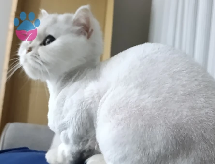British Shorthair 4 Yaşında Kızgınlıkta