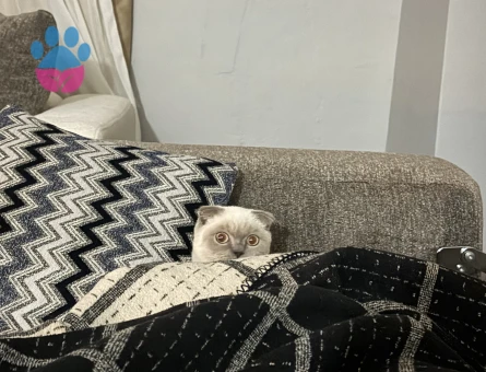 Yakisikli oğluma güzel gelin arıyorum