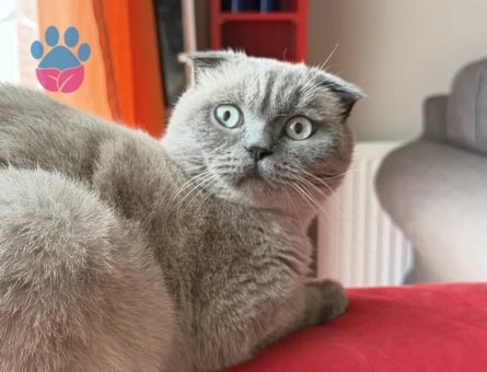 Yakisikli oğluma güzel gelin arıyorum