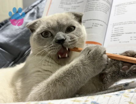 Yakisikli oğluma güzel gelin arıyorum