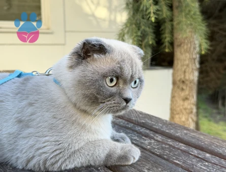 Yakisikli oğluma güzel gelin arıyorum