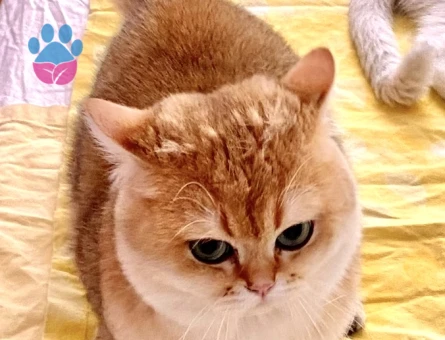 Safkan Golden ny12 British sorthair kedime dişi arıyorum