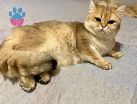 Golden ny12 Safkan British yakışıklıya dişi arıyoruz. Baba oldu