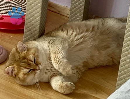 Golden ny12 Safkan British yakışıklıya dişi arıyoruz. Baba oldu