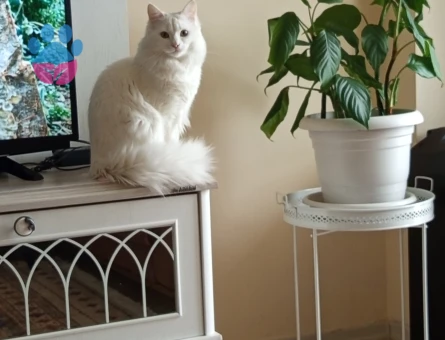 Boncuk için eş ariyoruz