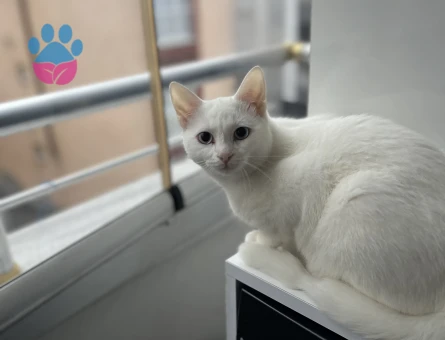 Tekir uysak kedime Eş Arıyorum