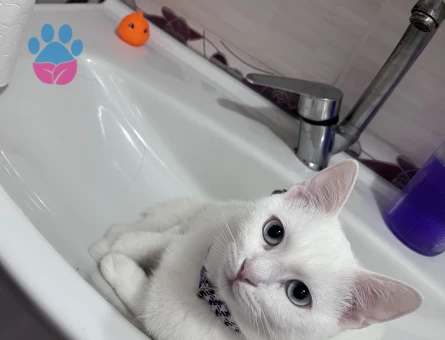 Tekir uysak kedime Eş Arıyorum