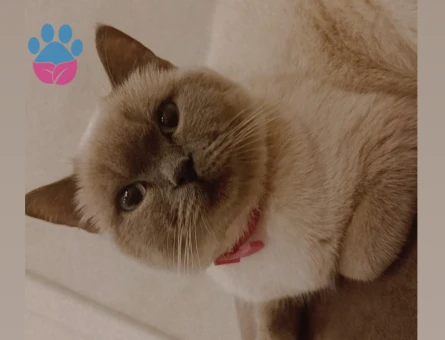 Maviş gözlü british shorthair kızımıza damat arıyoruz