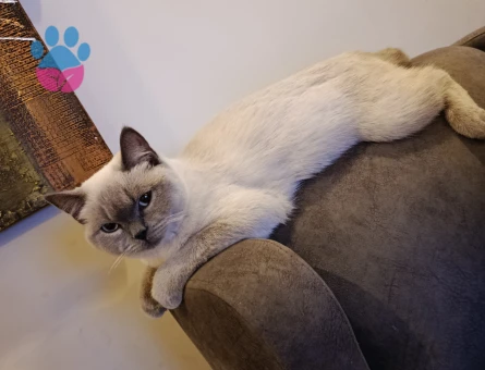 Maviş gözlü british shorthair kızımıza damat arıyoruz