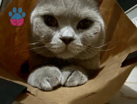 British Shorthair 1,5 Yaşında Eş Arıyor
