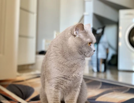 British Shorthair 1,5 Yaşında Eş Arıyor - 118968987