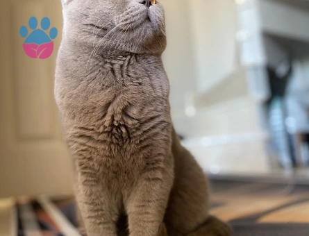 British Shorthair 1,5 Yaşında Eş Arıyor