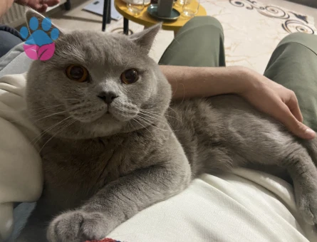 British Shorthair 1,5 Yaşında Eş Arıyor