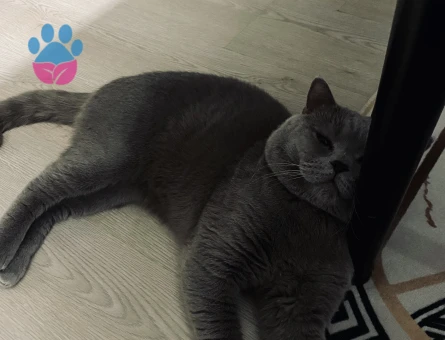 British Shorthair 1,5 Yaşında Eş Arıyor