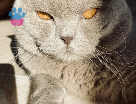 British Shorthair 1,5 Yaşında Eş Arıyor