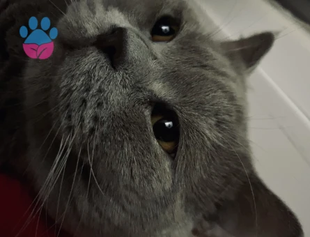 British Shorthair 1,5 Yaşında Eş Arıyor