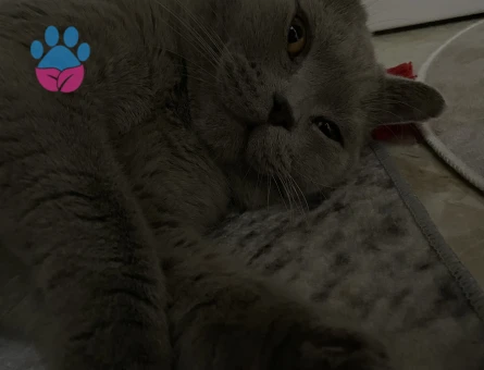 British Shorthair 1,5 Yaşında Eş Arıyor