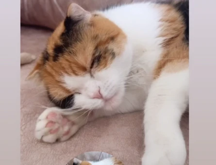 Scottish fold kızıma eş arıyorum - 118969001