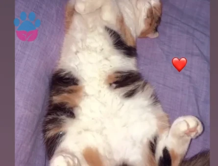 Scottish fold kızıma eş arıyorum